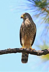 Roadside Hawk